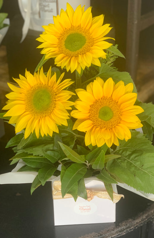 Sunny