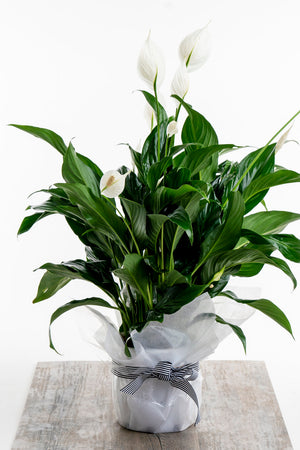 Lush Green Peace Lily
