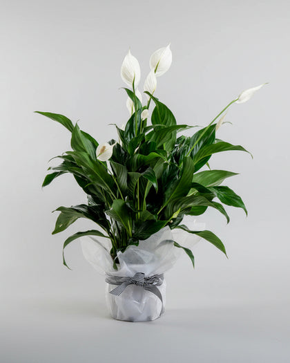 Lush Green Peace Lily