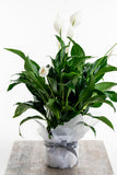 Lush Green Peace Lily