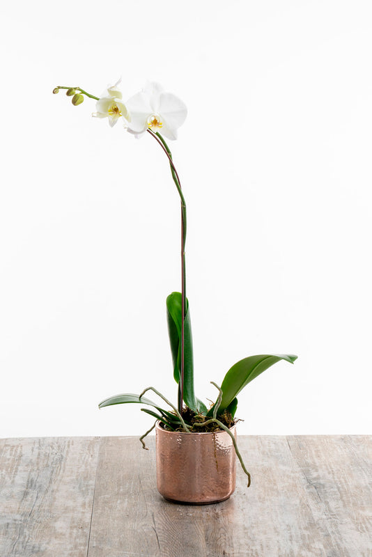Phalaenopsis White Orchid